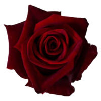 1607271782_2.PNG